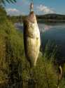 Black bass au tiny Black bass au tiny