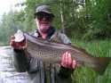 fario finlandaise 71 cm fario finlandaise 71 cm